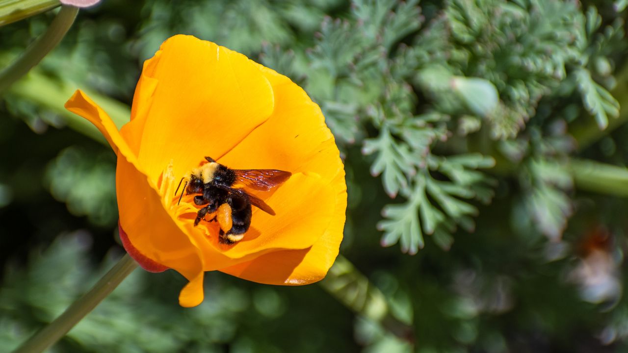 A bumblebee pollinates a California Poppy, San Jose, California.