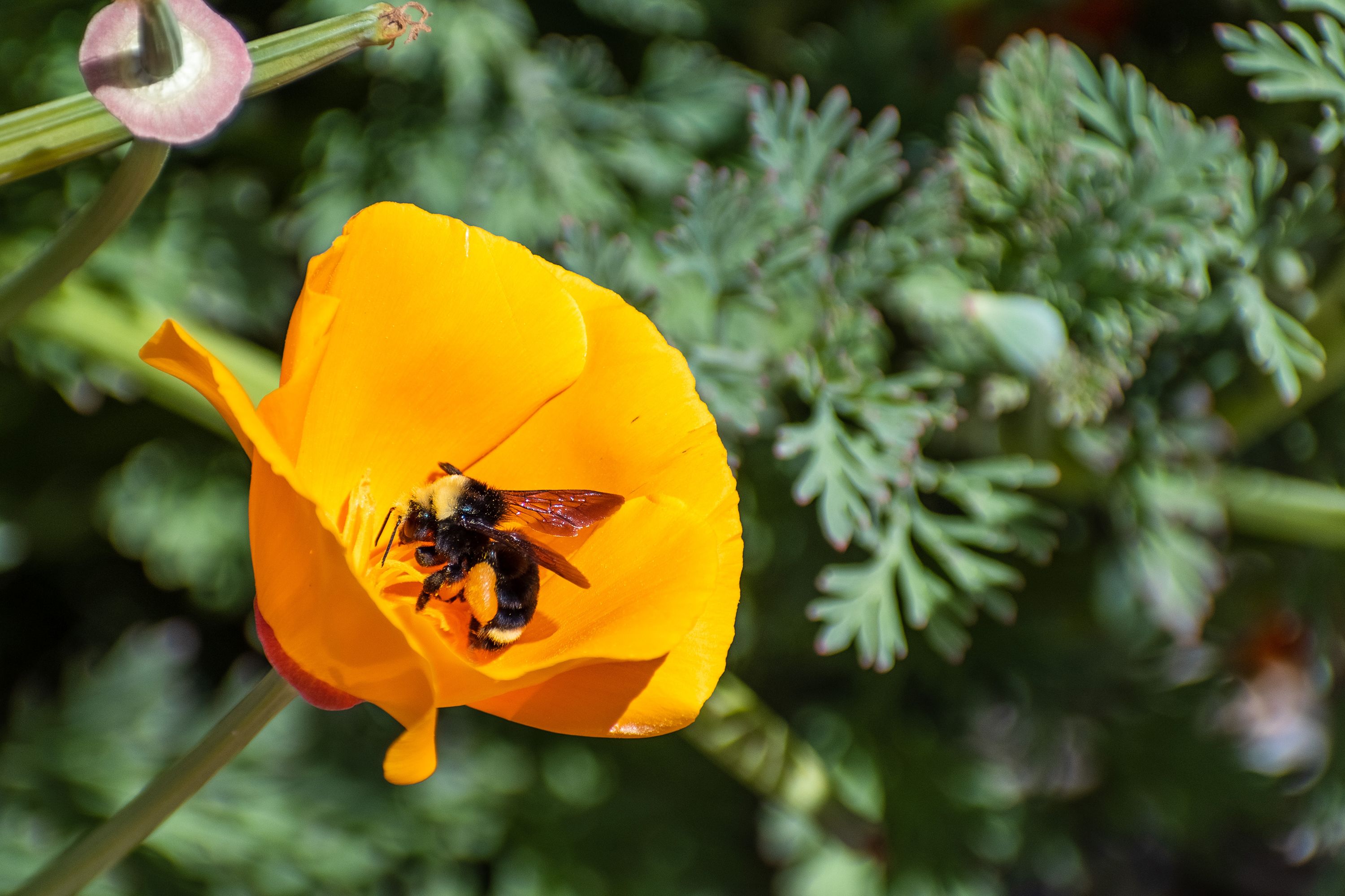 12 Ultimate Bumblebee Stock Photos, High-Res Pictures, and Images - Getty  Images