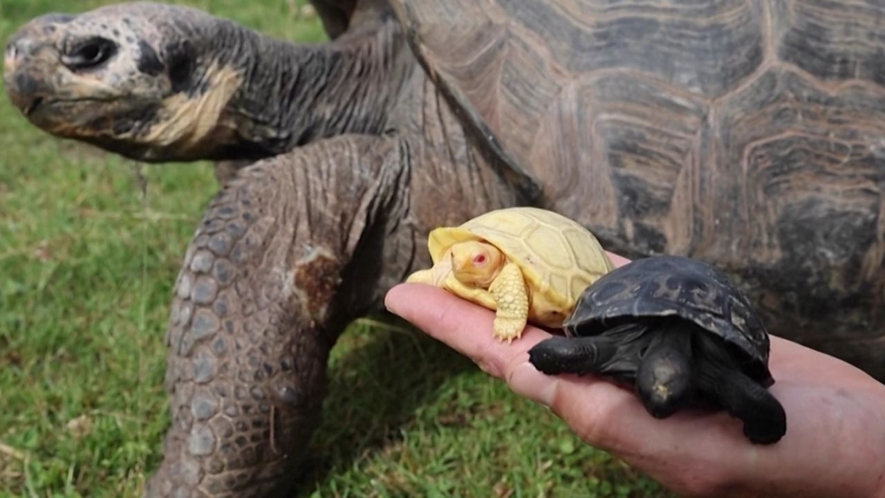 Zoo welcomes rare albino Galapagos giant tortoise