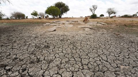 Livestock are seen on the drought field in Kidemu sub-location in Kilifi County, Kenya, on March 23.