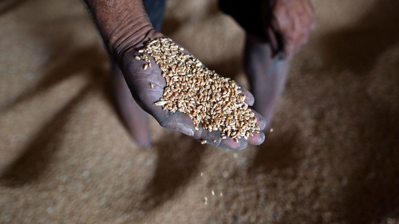 A worker displays grains of wheat inside a mill of refined wheat flour at Khanna in India's Punjab state on May 18, 2022. - When New Delhi banned wheat exports as prices soared over Russia's invasion of Ukraine it provoked consternation abroad and drove the cereal even higher. Now domestic values have plummeted and Indian farmers and traders are fuming they have been denied a windfall. (Photo by Sajjad HUSSAIN / AFP) (Photo by SAJJAD HUSSAIN/AFP via Getty Images)