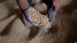 A worker displays grains of wheat inside a mill of refined wheat flour at Khanna in India's Punjab state on May 18, 2022. - When New Delhi banned wheat exports as prices soared over Russia's invasion of Ukraine it provoked consternation abroad and drove the cereal even higher. Now domestic values have plummeted and Indian farmers and traders are fuming they have been denied a windfall. (Photo by Sajjad HUSSAIN / AFP) (Photo by SAJJAD HUSSAIN/AFP via Getty Images)