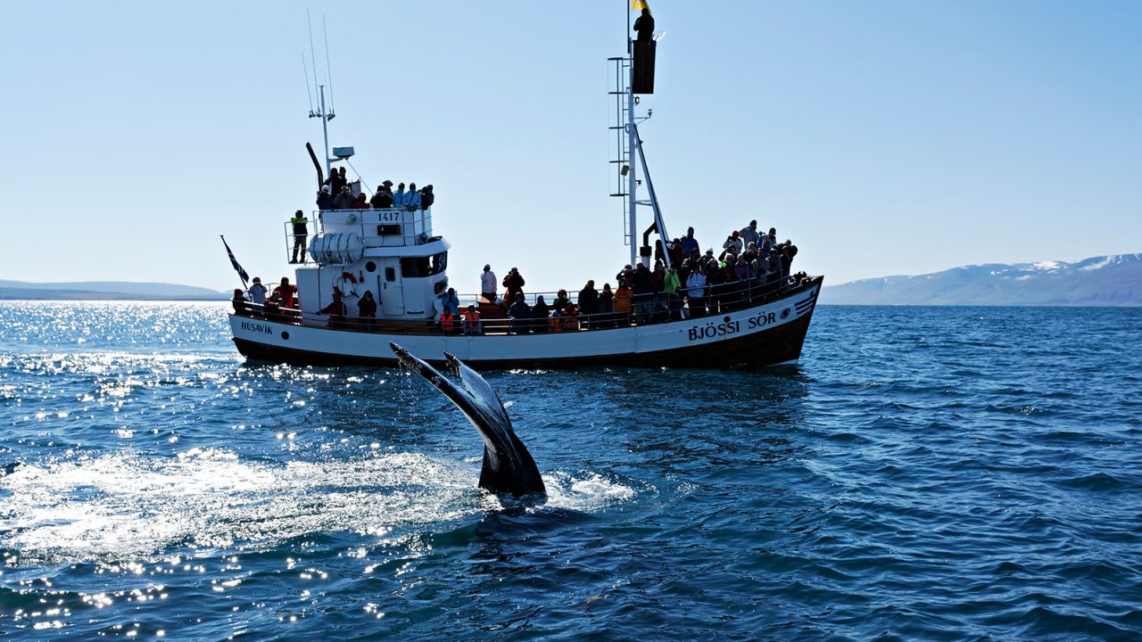 Tourism workers say whaling damages Iceland's reputation.