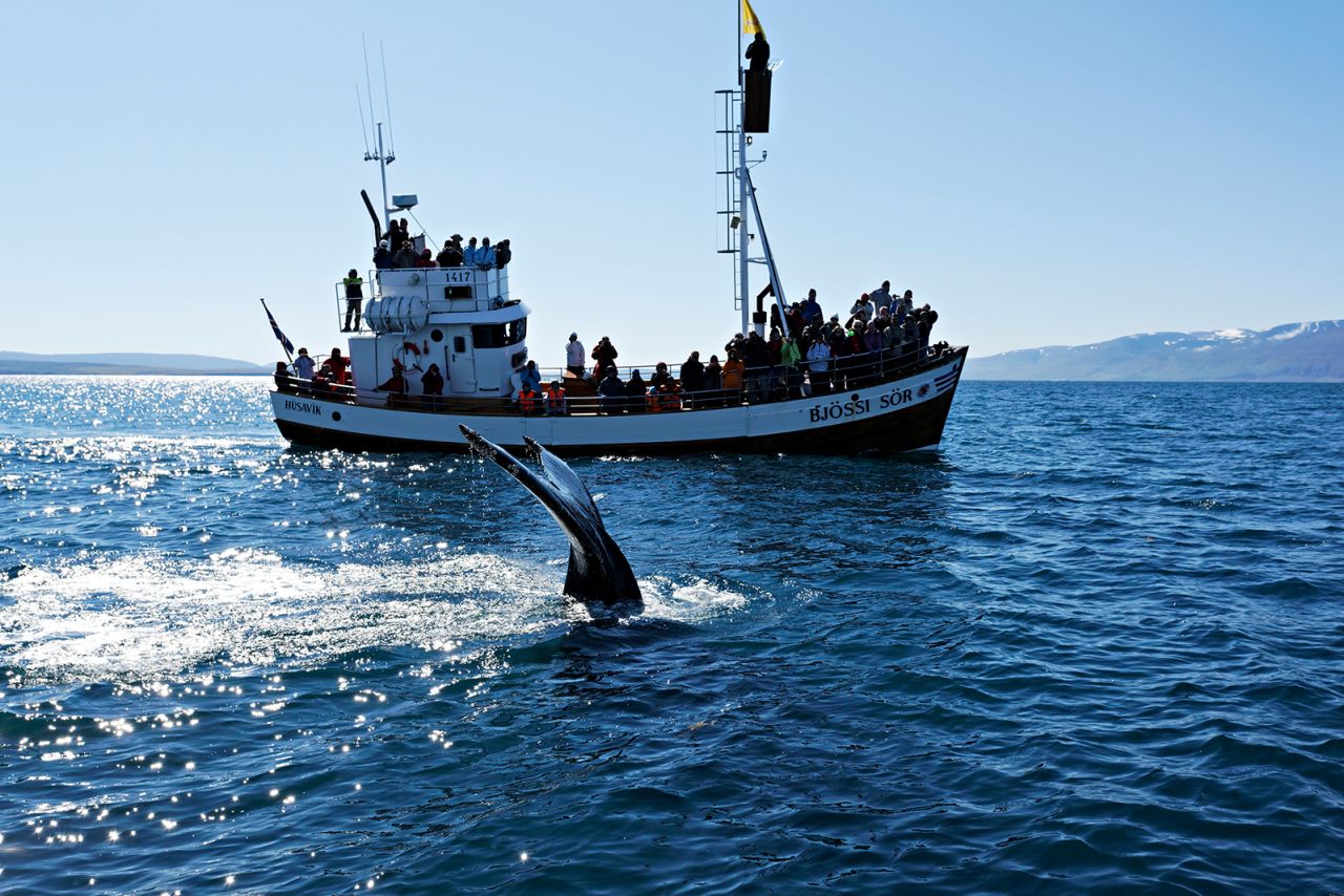 Tourism workers say whaling damages Iceland's reputation.