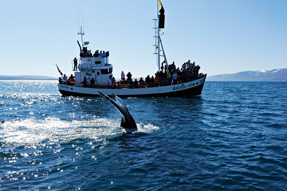 Tourism workers say whaling damages Iceland's reputation.