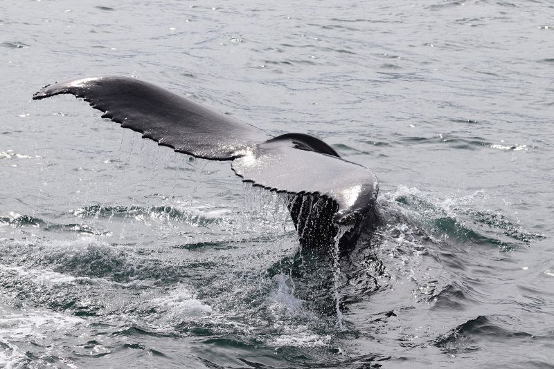 Tourists Are Back In Iceland. But So Is Whale Hunting | CNN