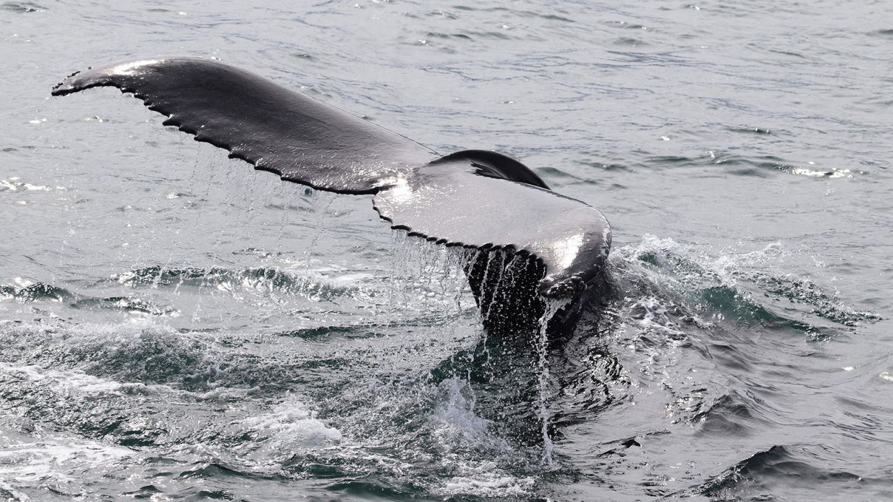 Whales are tourist attractions in Iceland. They're also still hunted.