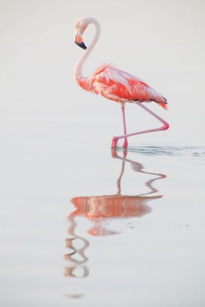 Flamingos get their vivid pink coloring by eating algae and brine shrimp that are rich in carotenoids, a reddish-orange pigment. The intensity of a flamingo's color is an indicator of its health and a signal to potential mates, says Koob.