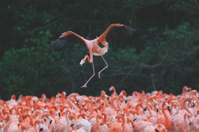 Flamingos are social birds that gather in large groups called a flamboyance, or a colony. Koob spent 10 years gathering the 120 photos for the book, patiently gaining the trust of the birds and photographing them at two reserves in Yucatán: the Ría Celestún Biosphere Reserve, Yucatán (pictured), is one of their favorite feeding sites.