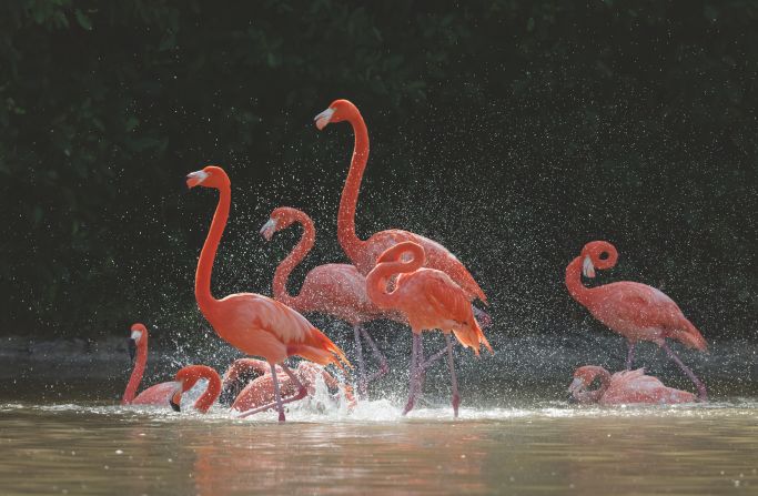 Mexico has taken steps to protect the salty, brackish water and wetlands that the birds live in, and created two reserves: <a href="index.php?page=&url=https%3A%2F%2Fen.unesco.org%2Fbiosphere%2Flac%2Fria-lagartos" target="_blank" target="_blank">Ría Lagartos</a> where the flamingos nest, and <a href="index.php?page=&url=https%3A%2F%2Fen.unesco.org%2Fbiosphere%2Flac%2Fria-celestun" target="_blank" target="_blank">Ría Celestún</a>, an important feeding site.