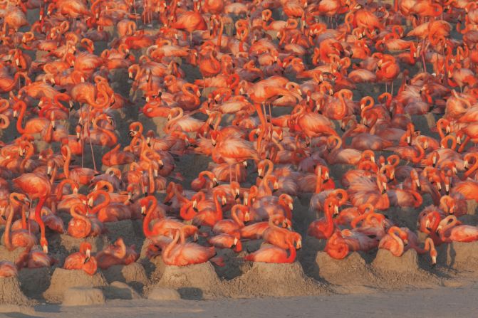 Flamingos build volcano-shaped nests from mud, which can hold one large egg. The birds pictured here are nesting in Ría Lagartos Biosphere Reserve in the Yucatán Peninsula, a favored breeding site. Last year, the National Commission of Natural Protected Areas (CONANP) estimated there were around <a href="index.php?page=&url=https%3A%2F%2Fwww.gob.mx%2Fconanp%2Fprensa%2Fdio-inicio-el-ciclo-reproductivo-del-flamenco-rosado-en-la-reserva-de-la-biosfera-ria-lagartos%3Fidiom%3Des" target="_blank" target="_blank">15,000 nests</a> at Ría Lagartos.