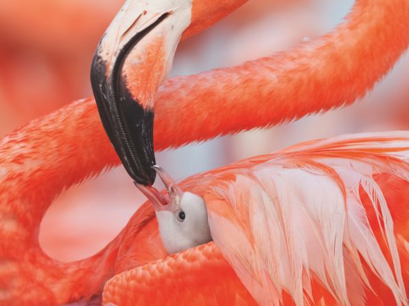 Both male and female flamingos feed their young a substance called "crop milk" which they create in the upper digestive tract. Crop milk has a similar fat and protein content to mammal milk, and has a red hue that will help the chick grow its first pink feathers when it is older.