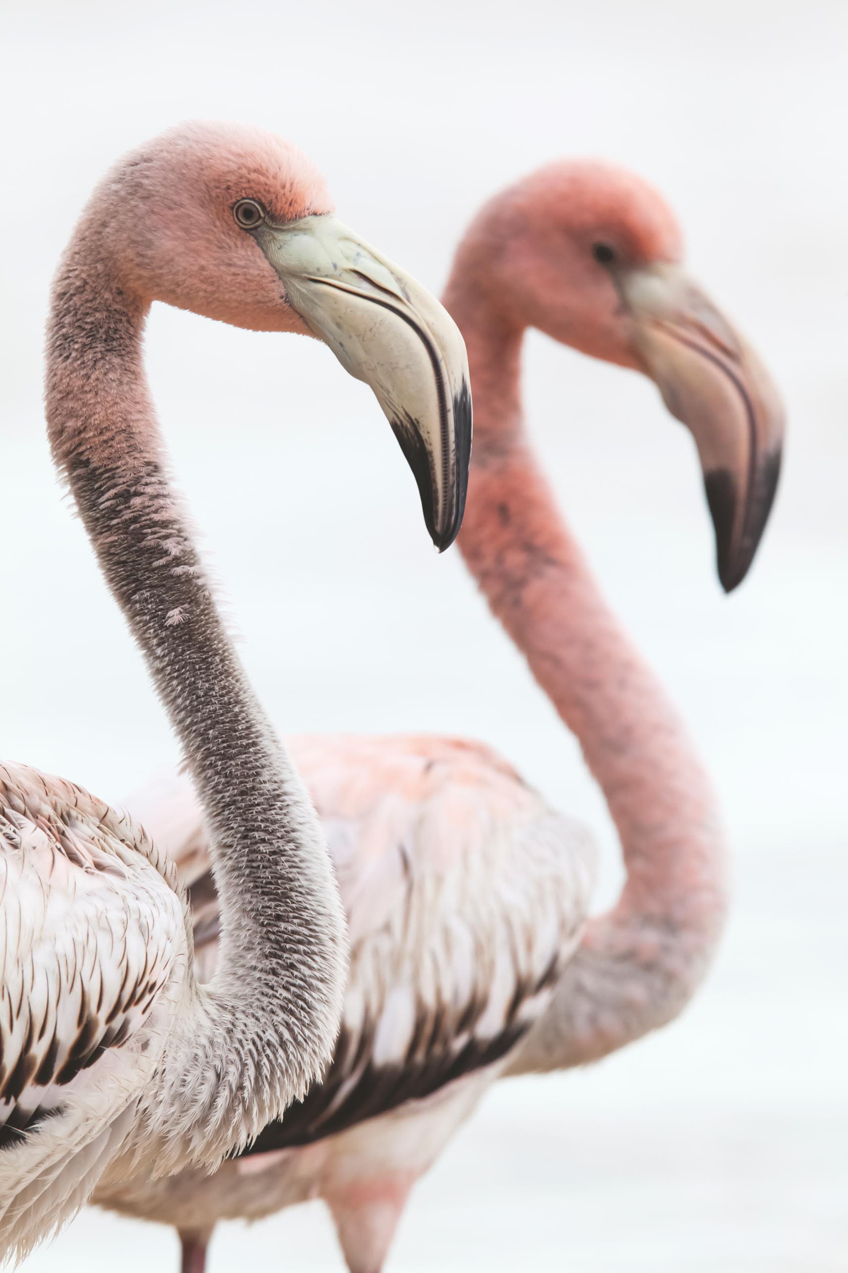 Re-Think Pink Flamingos & Tropical Foliage Nesting Bamboo Fiber