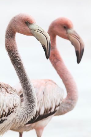 Flamingos take two to three years to fully mature -- these juvenile flamingos at Ría Celestún Biosphere Reserve are still speckled with white feathers, even as their signature pink plumage comes through.