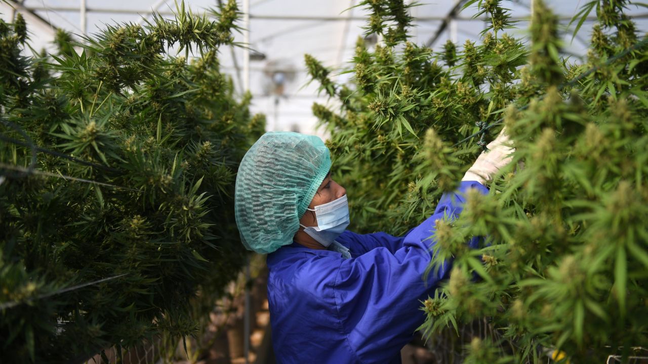 A worker inspects marijuana leaves  at a farm in Nakhon Ratchasima, Thailand.