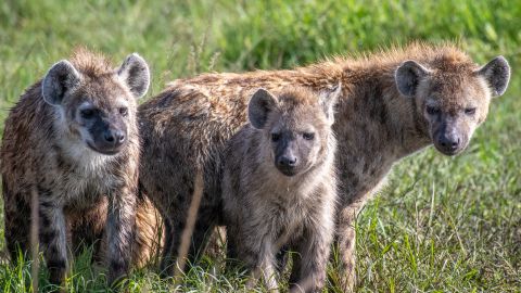 Spotted hyenas, also known as laughing hyenas, are shown at Maasai Mara National Reserve in Kenya.