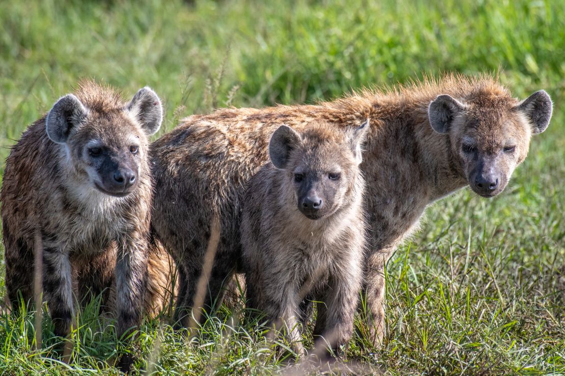 Spotted hyenas, also known as laughing hyenas, are shown at Maasai Mara National Reserve in Kenya.
