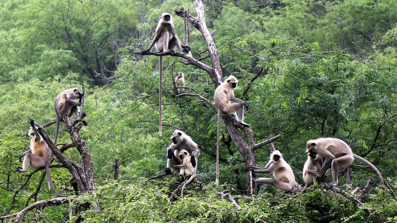 A group of langurs sit on tree branches in Pushkar in the Indian state of Rajasthan in 2018.