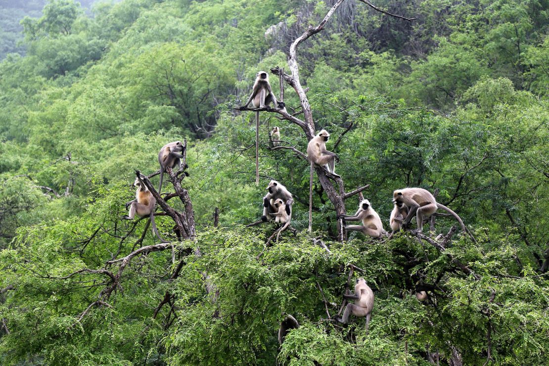 A group of langurs sit on tree branches in Pushkar in the Indian state of Rajasthan in 2018.