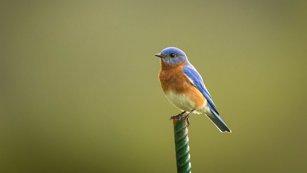 DNA testing of the eggs of the eastern bluebird revealed that a nest of eggs can have many fathers.