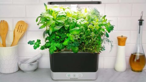 Amazon Hanging Garden Harvest