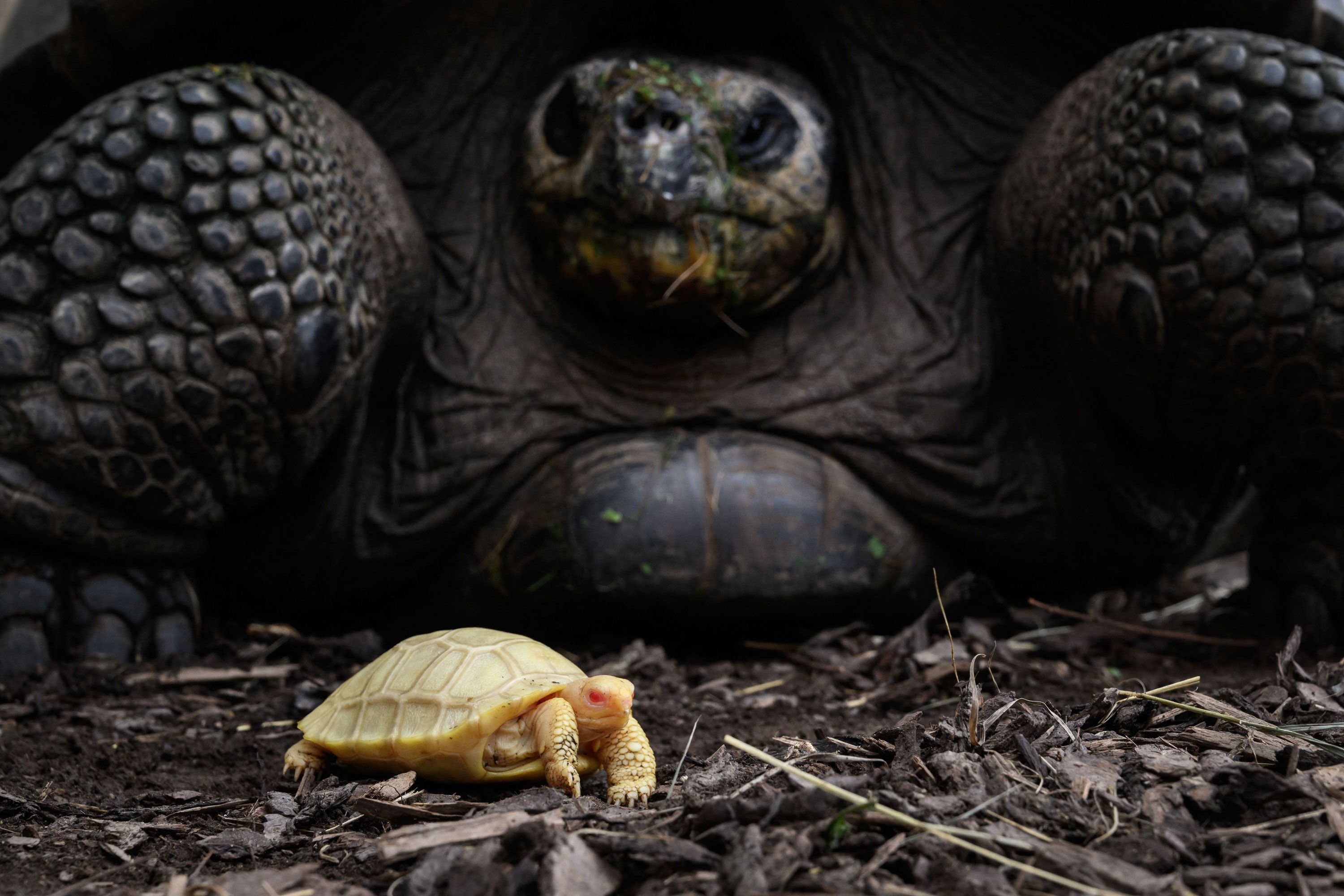 A Galapagos giant tortoise is seen next to its baby.