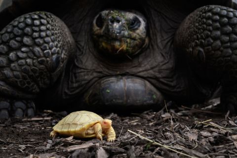 A Galapagos giant tortoise is seen next to its baby — <a href=