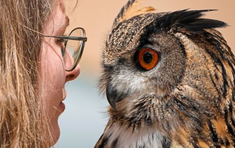 Falconer Laura looks into the eyes of Hugo, a Eurasian eagle-owl, at a hunting fair in Dortmund, Germany, on Wednesday, June 8.