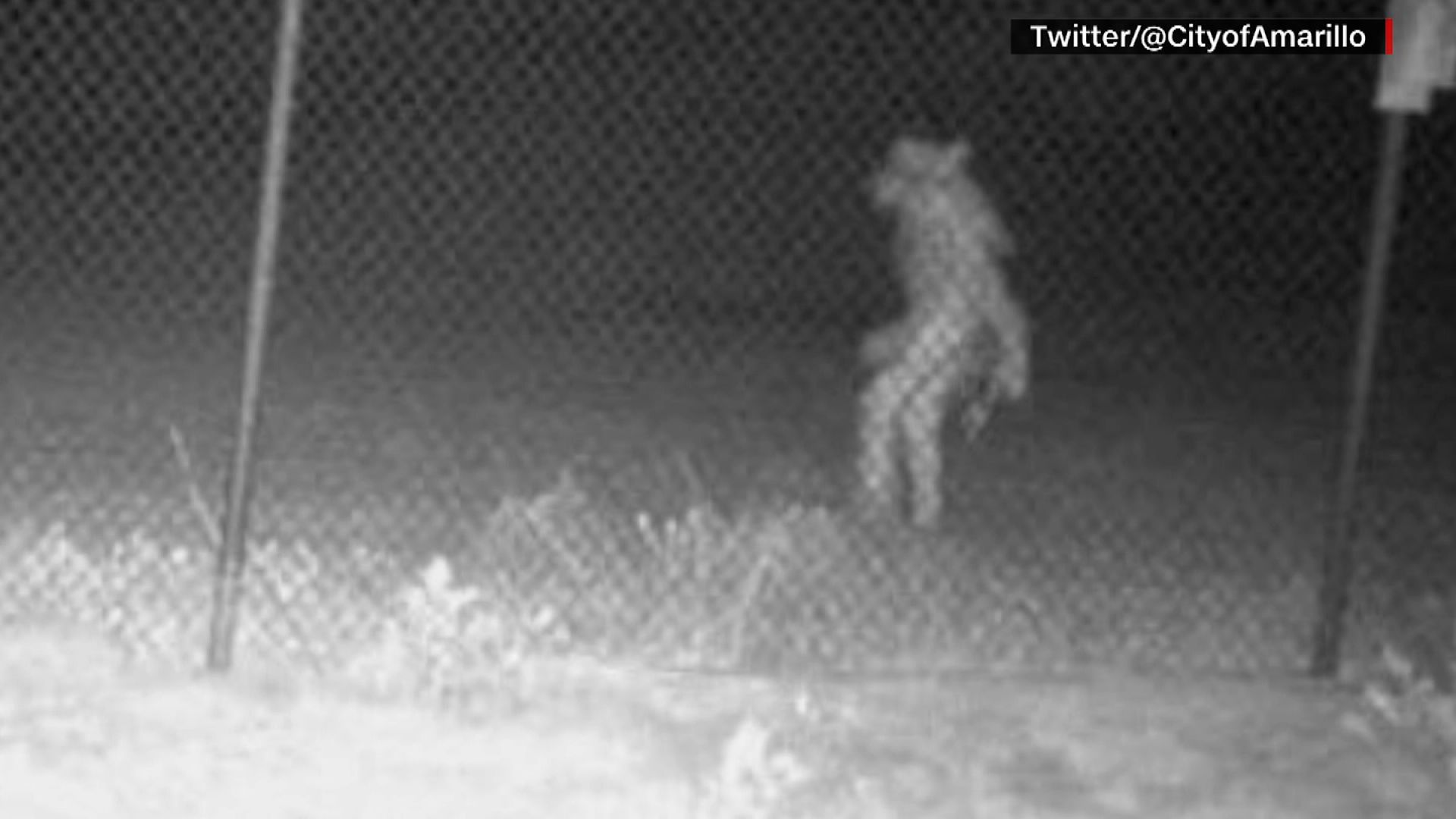 Bigfoot' caught on camera in Colorado mountains, couple claims