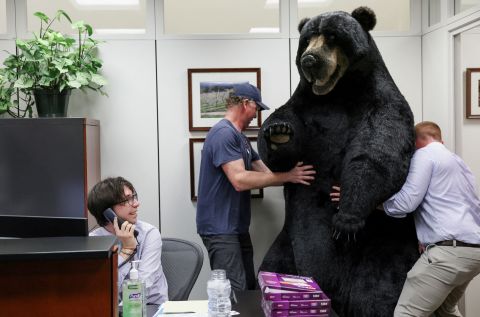Intern Roderick Emley takes calls as Kodak the bear is brought in to decorate the Capitol Hill office of US Sen. Jeanne Shaheen on Tuesday, June 7.