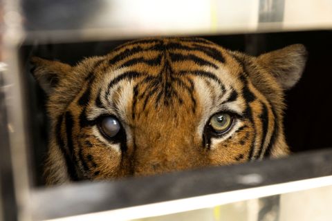 A 19-year-old partially blind tiger named Rambo looks out from a cage on Tuesday, June 7, after being rescued from a zoo in Phuket, Thailand, that had gone bankrupt.