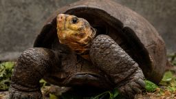 Fernandina Giant-Tortoise (Chelonoidis phantasticus) female, nicknamed Fern, photographed in the Giant Tortoises breeding center in Santa Cruz, Galapagos Islands. It is the only extant specimen of the species.

It was found by a team of researchers from the Galapagos National Park and Galapagos Conservancy in 2019 during an expedition in Fernandina Island.

Photo by Lucas Bustamante (@luksth).

Please, in each post, always tag and mention the Galapagos National Park (@parquegalapagos), Galapagos Conservancy (@galapagosconservancy), and Lucas Bustamante as the photographer (@luksth).

--

Tortuga Gigante de Fernandina (Chelonoidis phantasticus).

Foto crédito: Lucas Bustamante (@luksth)

Para Instagram y Twitter siempre mencionar y etiquetar @luksth.