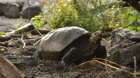 Fernanda is genetically distinct from other species of giant tortoise in the Galapagos.