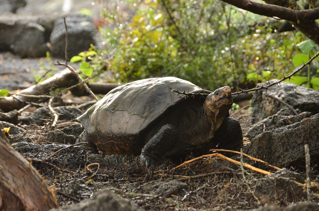Fernanda is genetically distinct from other species of giant tortoise in the Galapagos.
