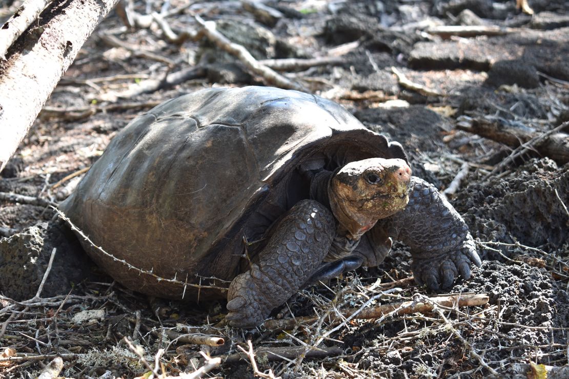Fernanda could be what the researchers refer to as the "endling" of her species, but they hope she is just the beginning for future generations.