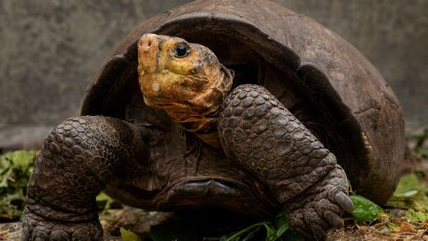 Fernanda ahora vive en el Centro de Crianza de Tortugas Gigantes Fausto Lirina en la Isla Santa Cruz en el Parque Nacional Galápagos de Ecuador.