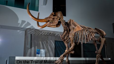 A mounted skeleton of the Buesching mastodon, based on casts of individual bones produced in fiberglass, is displayed at the University of Michigan Museum of Natural History in Ann Arbor. Photo by Eric Bronson, Michigan Photography.