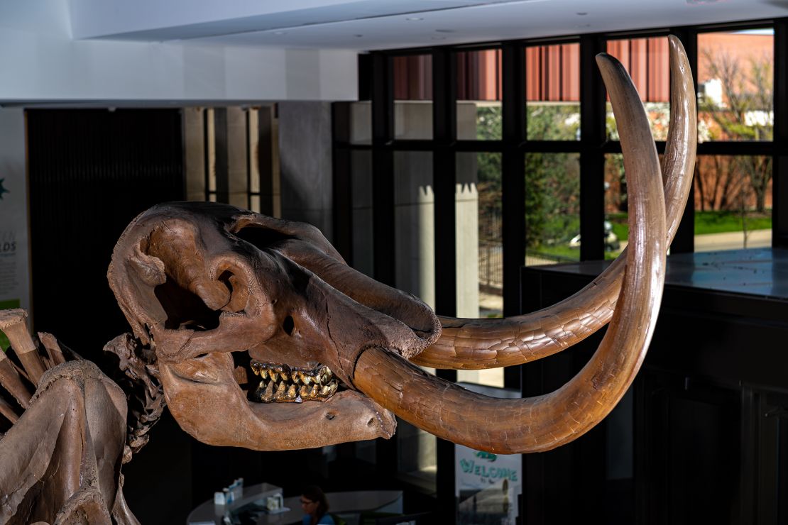 The Buesching mastodon is a nearly complete skeleton of an 8-ton male adult. Photo by Eric Bronson, Michigan Photography.