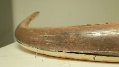 The left half of the Buesching mastodon's right tusk bears numbers indicating specific layers. Photo by Jeremy Marble, University of Michigan News