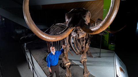 University of Michigan paleontologist Daniel Fisher stands with a mounted skeleton of the Buesching mastodon.  Photo by Eric Bronson, Michigan Photography.
