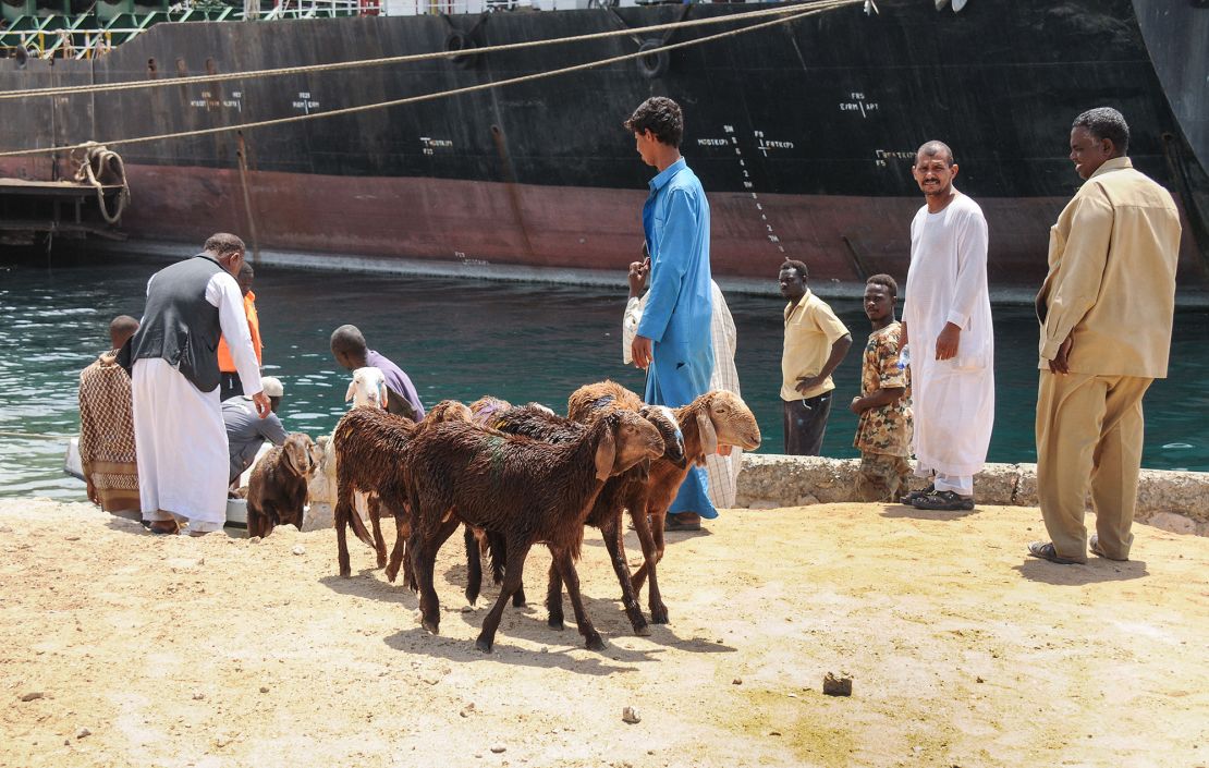 Sheep are rescued on June 12 after a  ship, crammed with thousands of animals, sank in Sudan's Red Sea port of Suakin, drowning most of the animals on board. The livestock vessel was exporting the animals from Sudan to Saudi Arabia when it sank after several thousand more animals were loaded on board than it was meant to carry. 