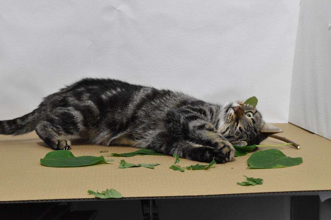A cat involved in the study rolls on leaves belonging to the silver vine plant. 