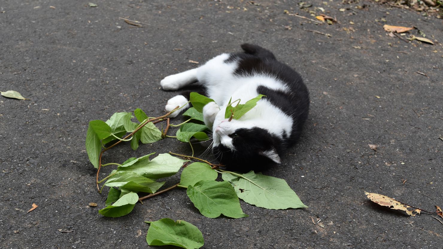 A  cat rolls and rubs its body against leaves from a silver vine plant. 
