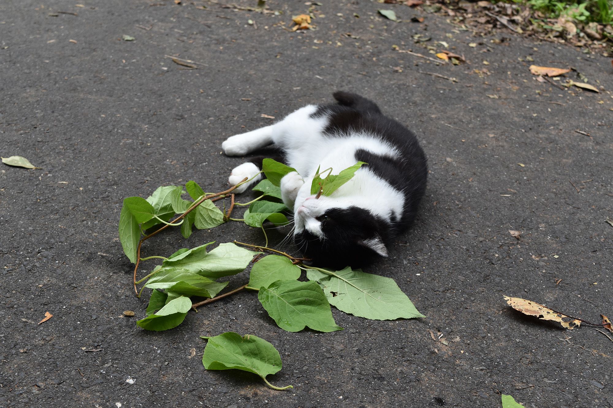 can cats eat too much catnip plant