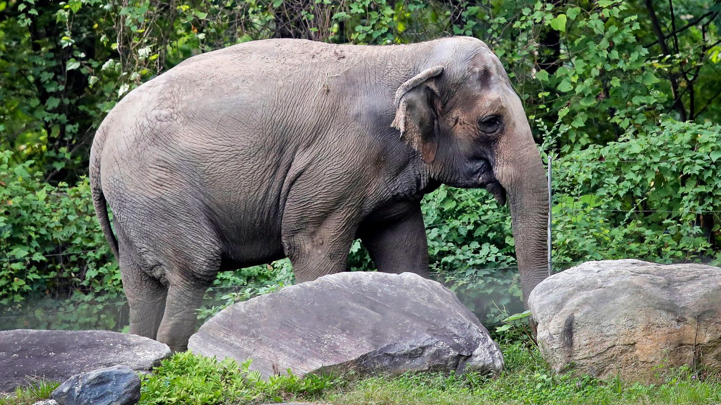 Bronx Zoo elephant Happy strolls inside the zoo's Asia Habitat in New York.