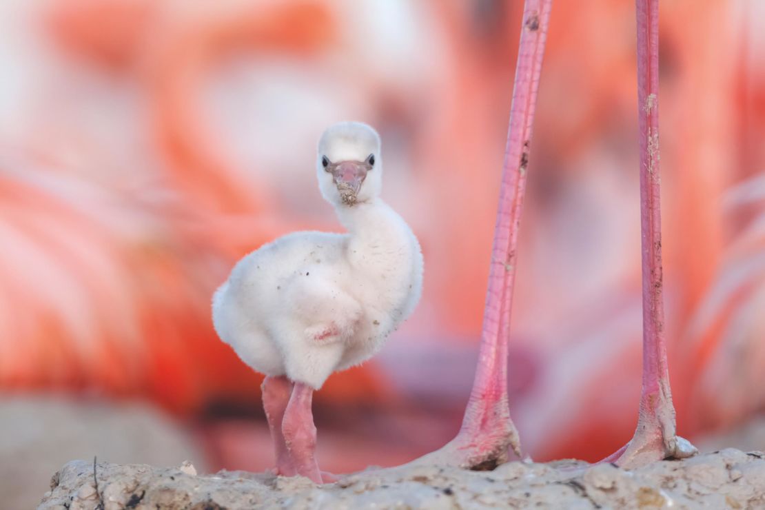 Koob spent years gaining the trust of the flamingos so that he could photograph their nesting colonies and young chicks.