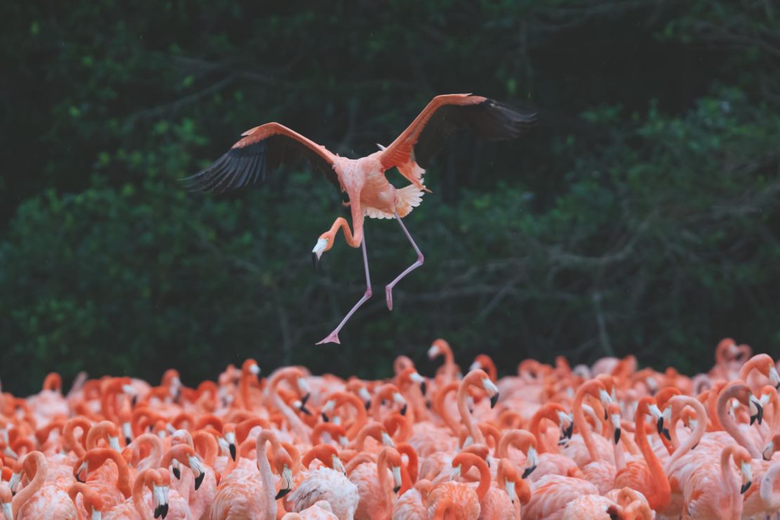 Up to 50,000 tourists come to see the flamingos every year at Ría Celestún (pictured) -- although Koob warns that this could disrupt their eating habits. 