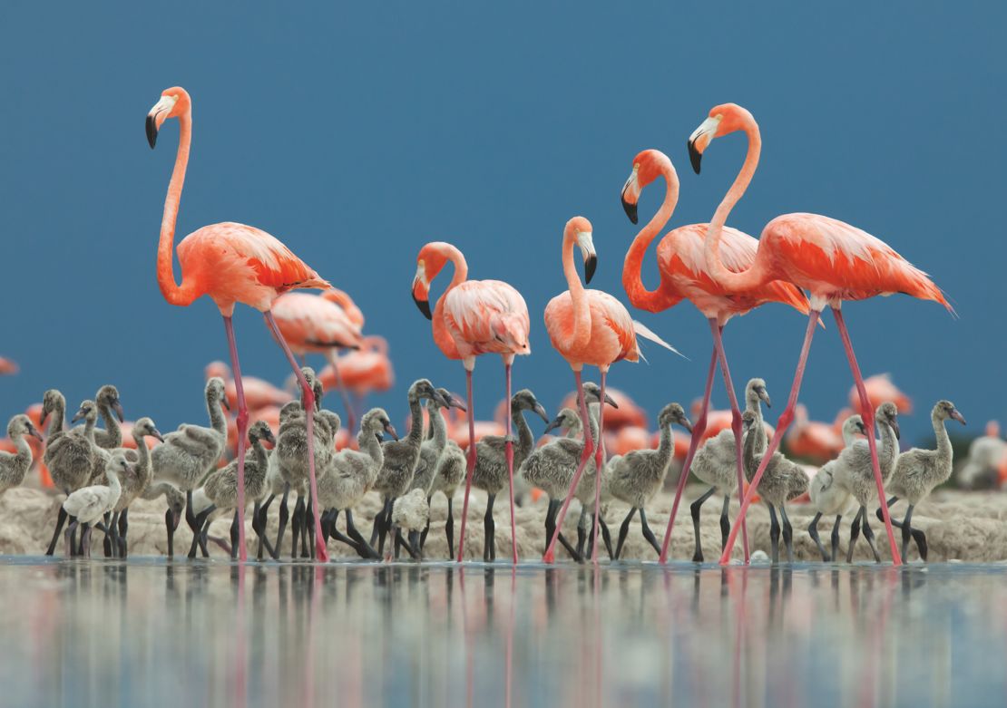 The Caribbean flamingo lives in salty wetland and coastal waters around Mexico, the US and the Caribbean.