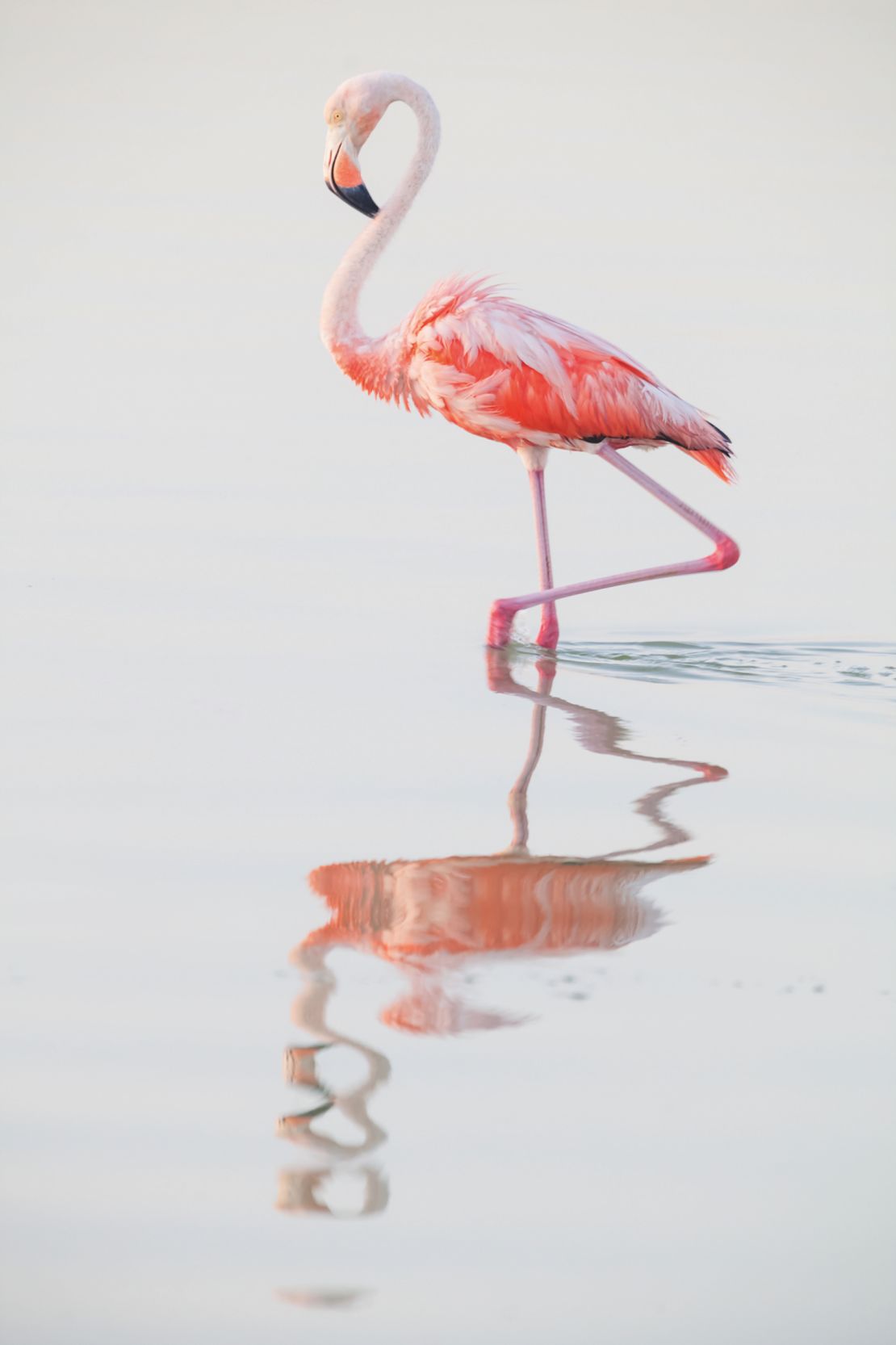 Flamingos use their hooked beaks to feed on shrimp, mollusks and algae that are rich in carotenoids, the pigment that gives them their pink coloring.