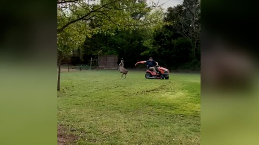 texas emu pool noodle moos